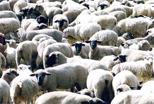 Schafe im Bauernmix 1998